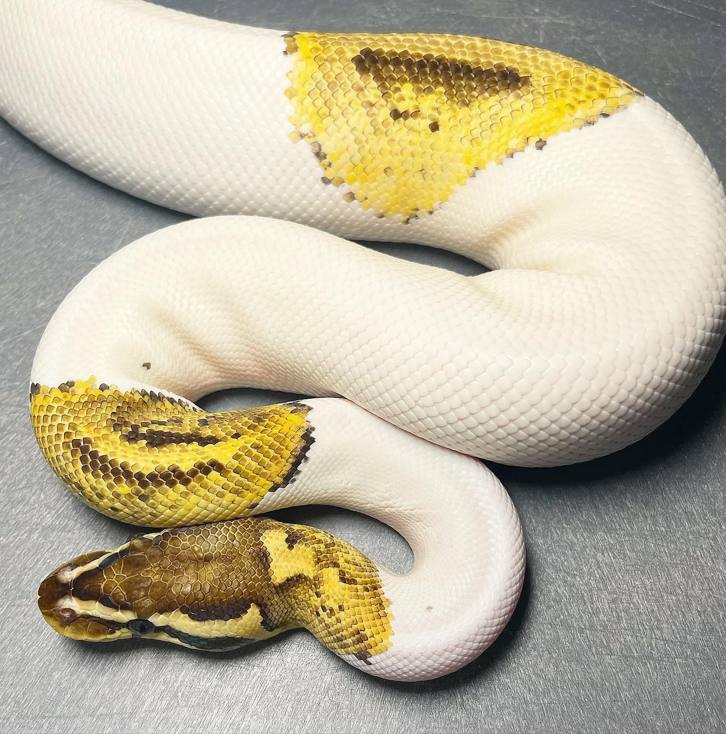 Firefly Pied Female Ball Python