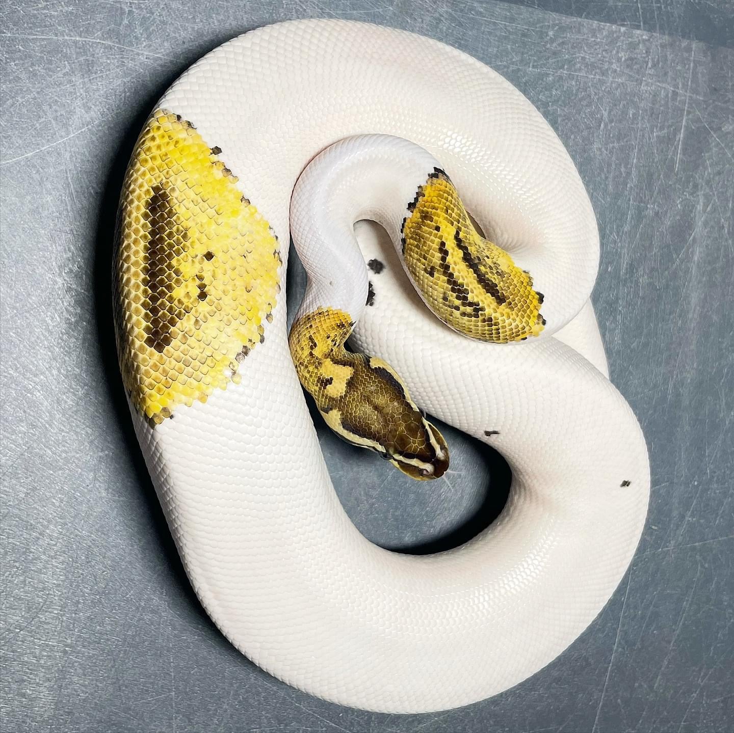 Firefly Pied Female Ball Python