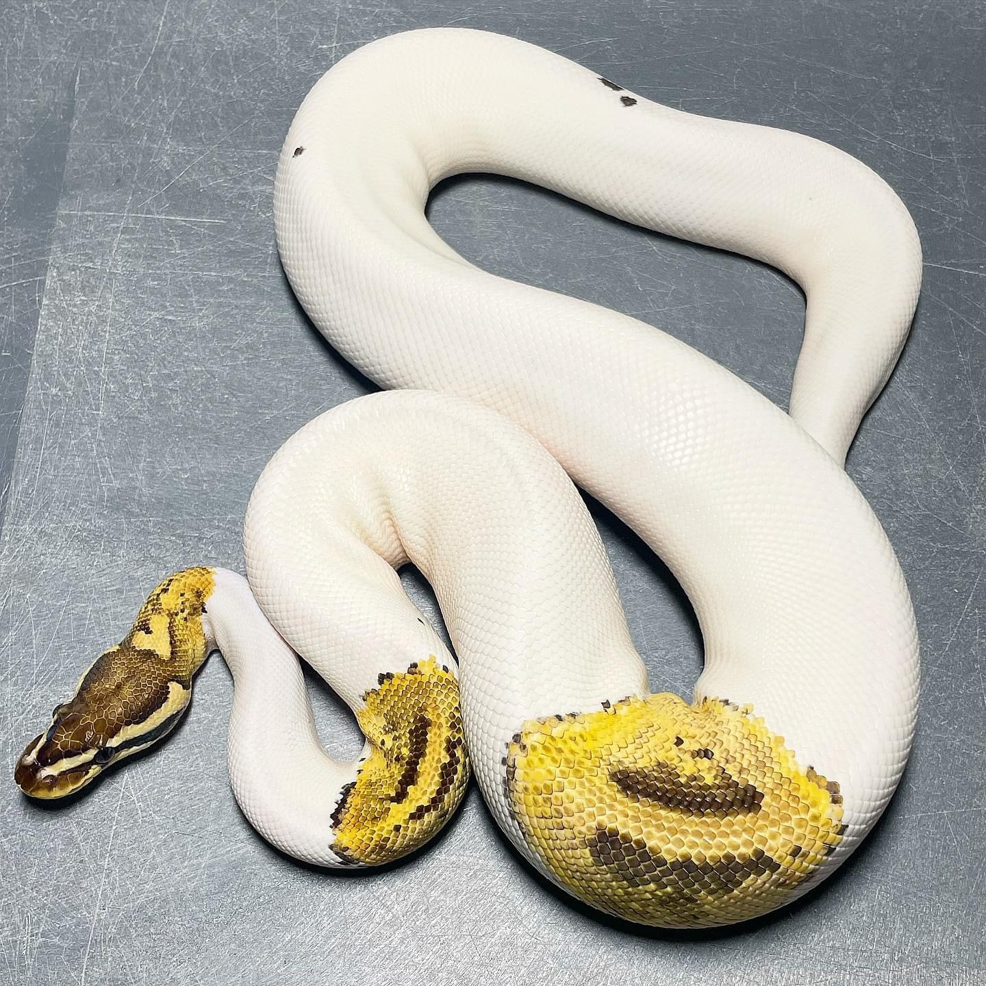 Firefly Pied Female Ball Python