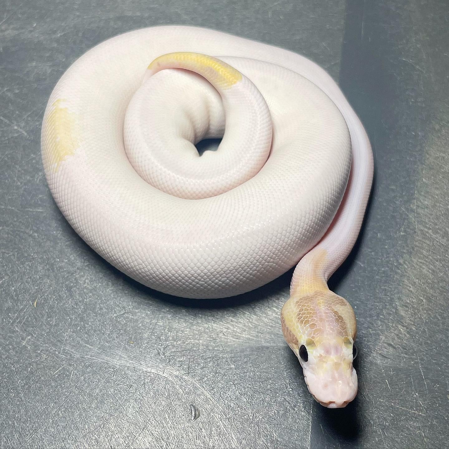 Pastel Enchi Ivory Pied Male Ball Python