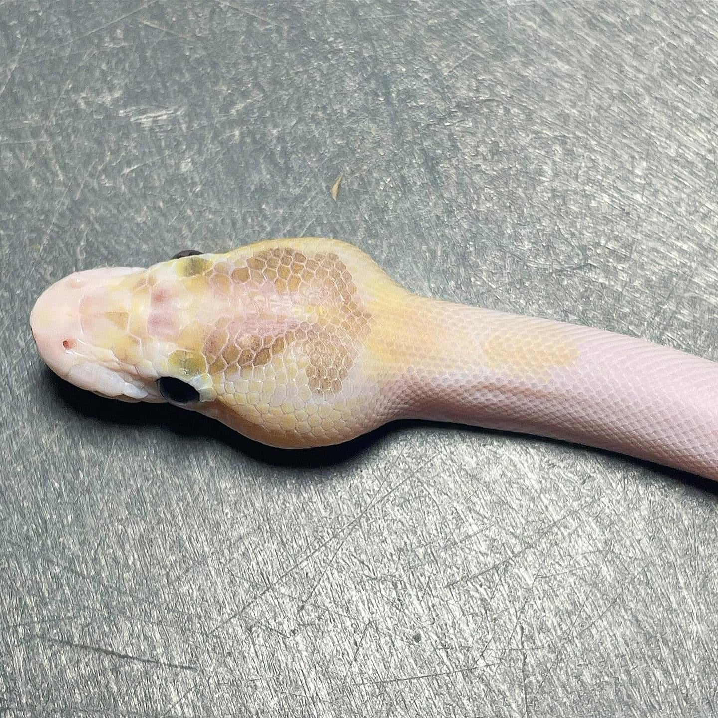 Pastel Enchi Ivory Pied Male Ball Python