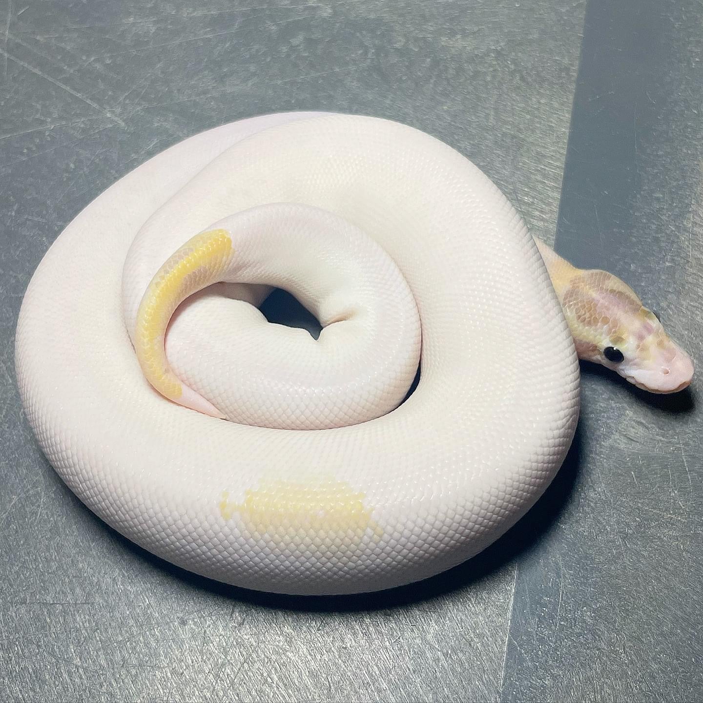 Pastel Enchi Ivory Pied Male Ball Python