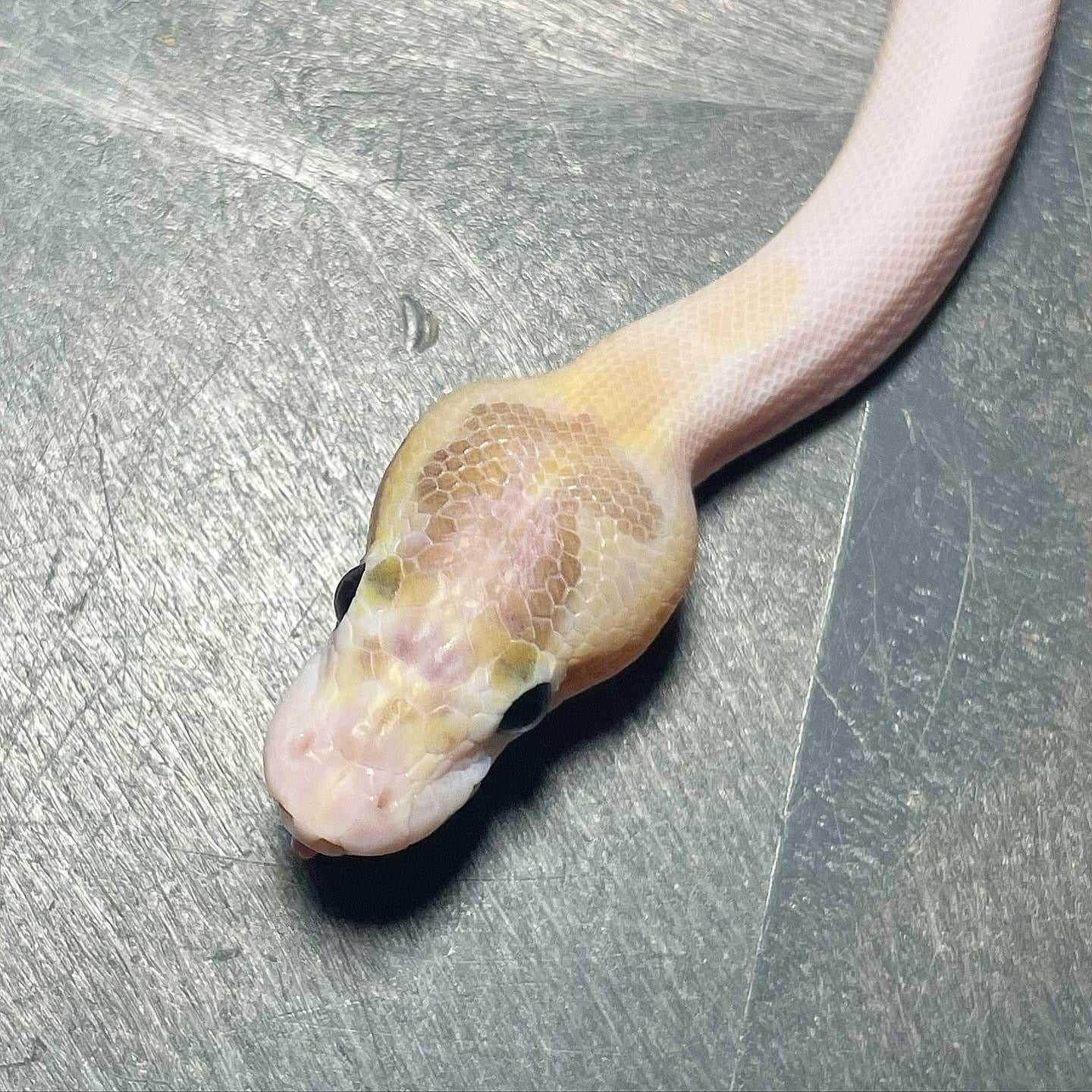 Pastel Enchi Ivory Pied Male Ball Python