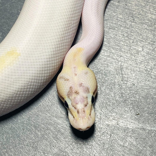 Pastel Puma Pied Male Ball Python