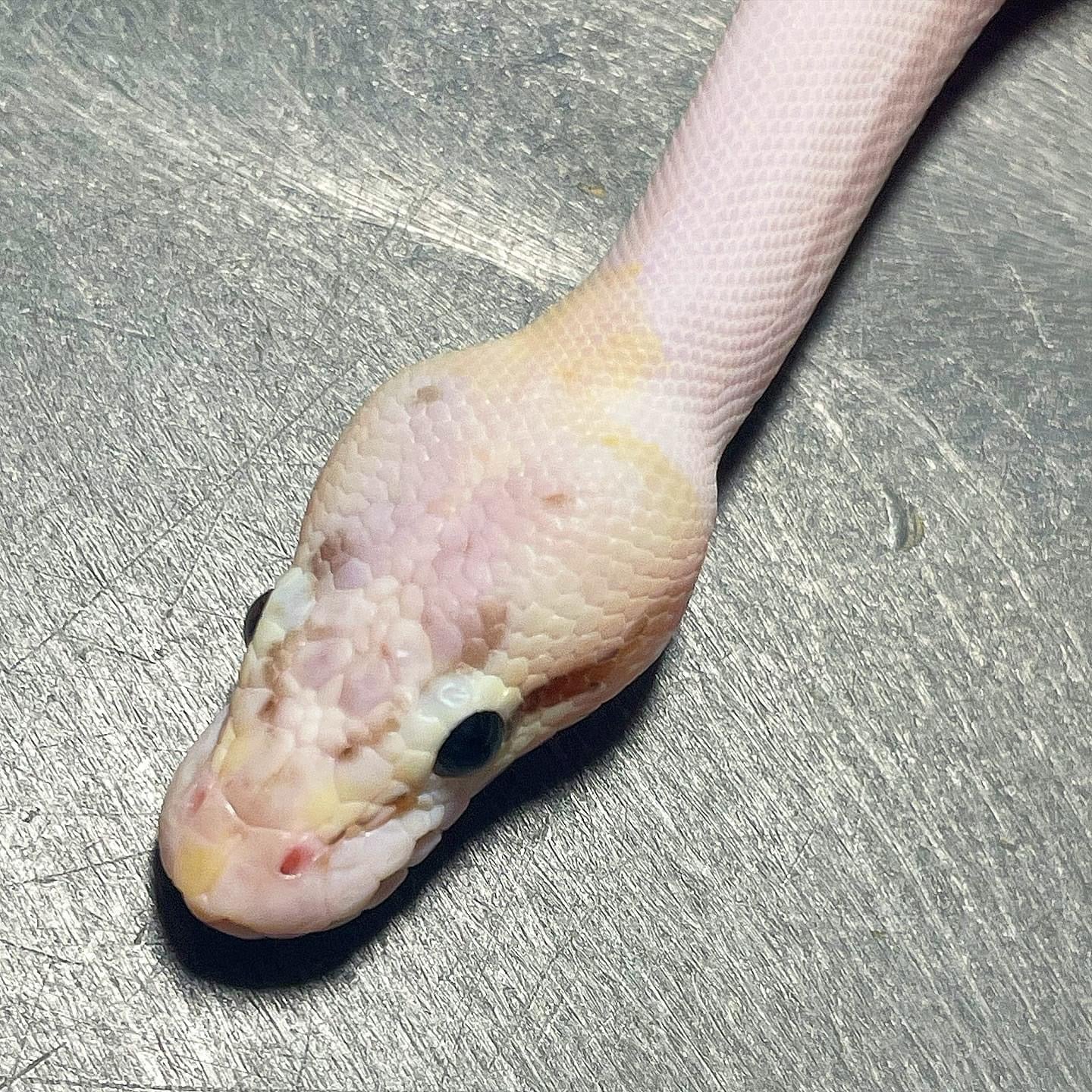 Pastel Puma Pied Male Ball Python