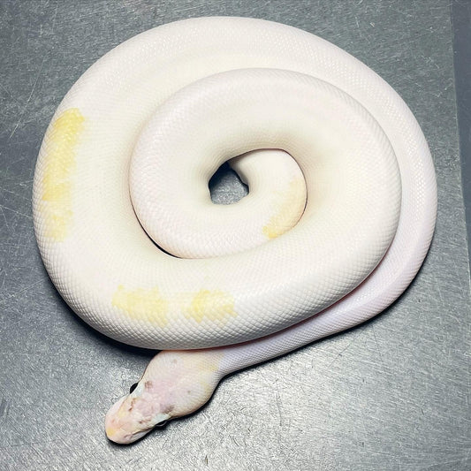 Pastel Puma Pied Male Ball Python