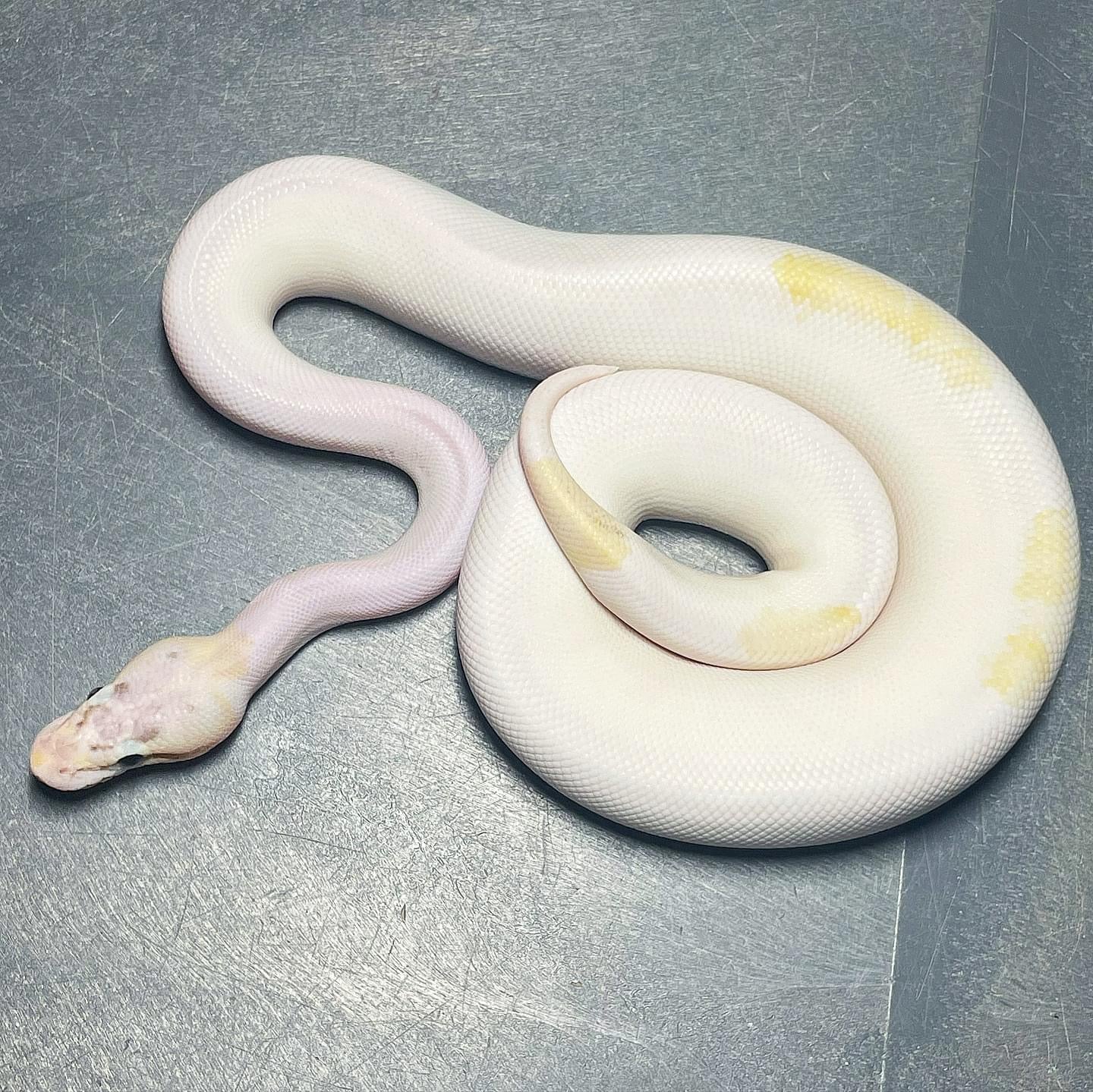 Pastel Puma Pied Male Ball Python