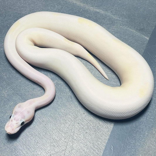 Pastel Ivory/Puma Pied Male Ball Python