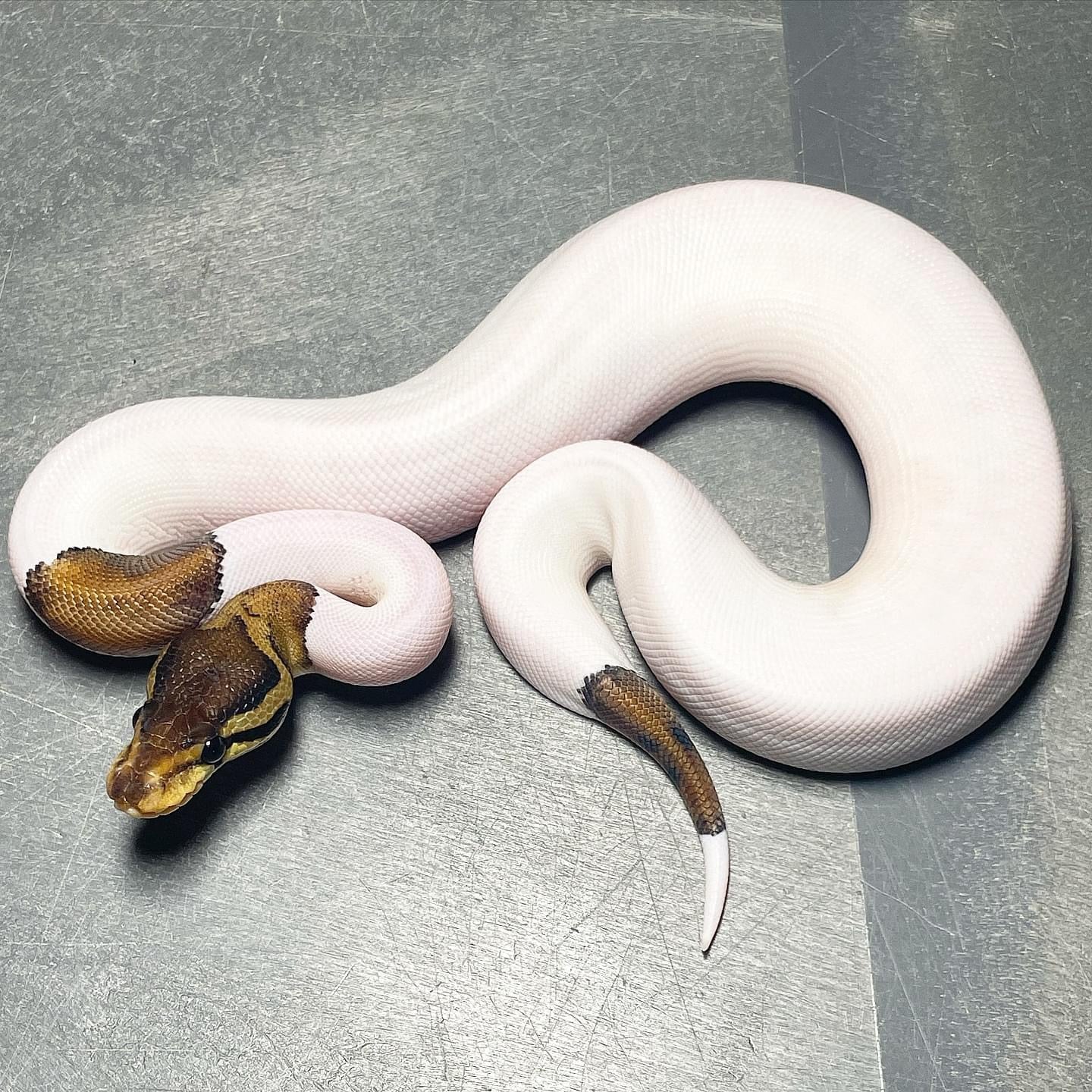 HRA Pied possible Leopard Female Ball Python