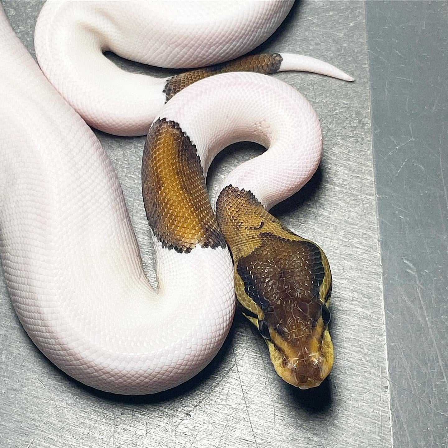 HRA Pied possible Leopard Female Ball Python