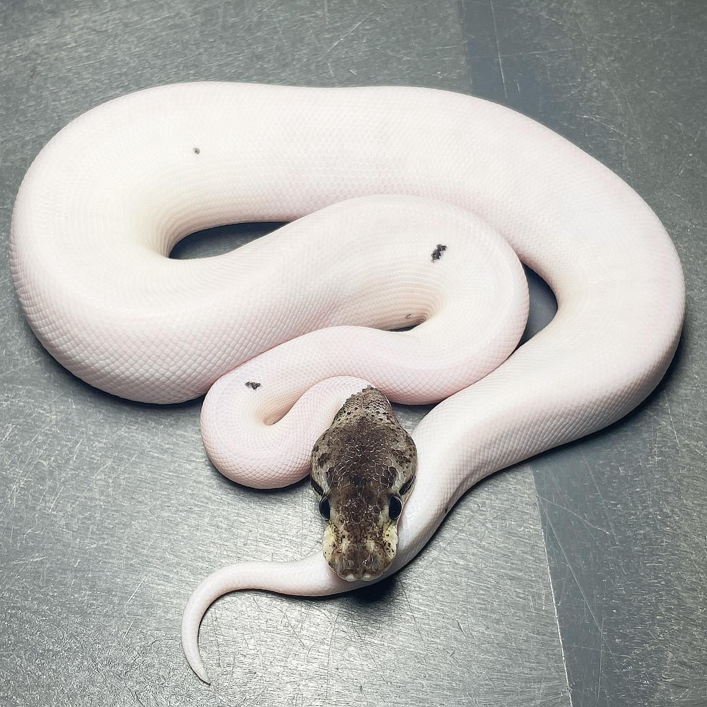 Leopard Pastel Red Axanthic Pied Female Ball Python