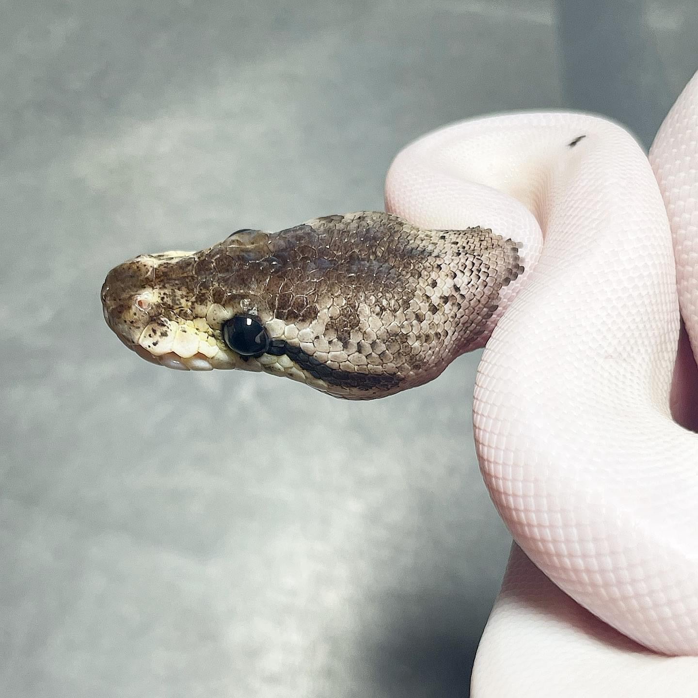 Leopard Pastel Red Axanthic Pied Female Ball Python