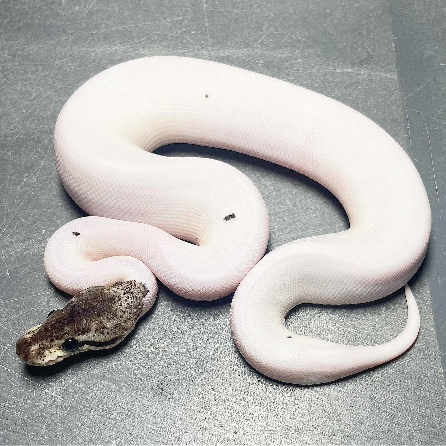 Leopard Pastel Red Axanthic Pied Female Ball Python