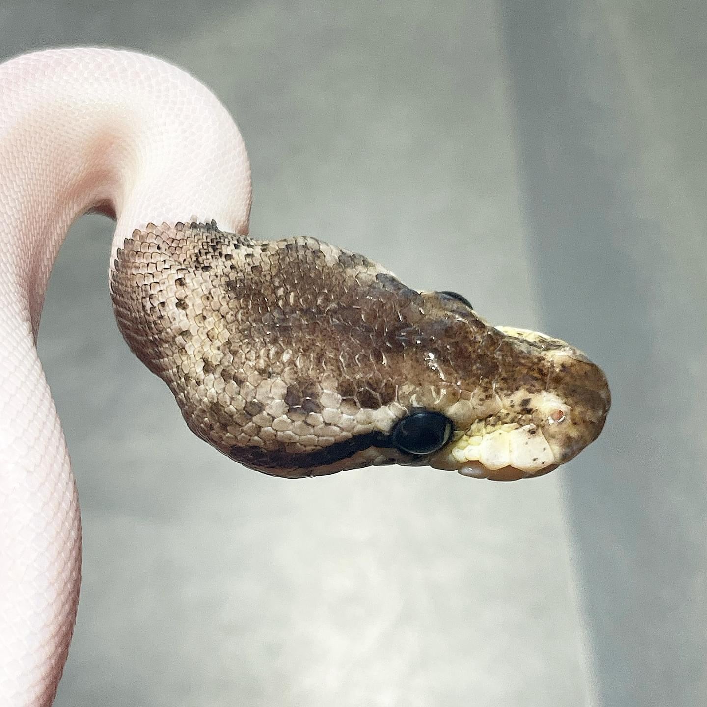 Leopard Pastel Red Axanthic Pied Female Ball Python