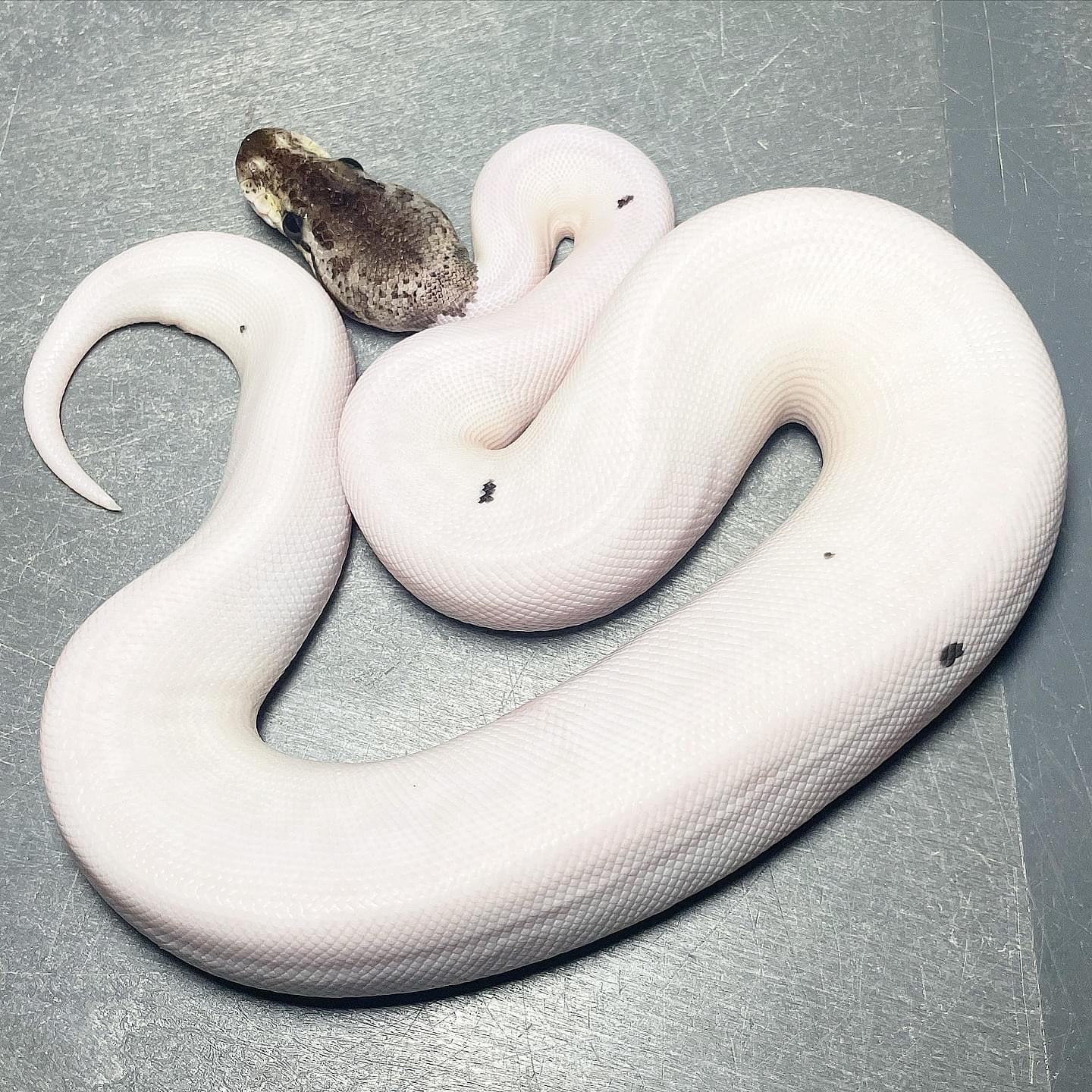 Leopard Pastel Red Axanthic Pied Female Ball Python