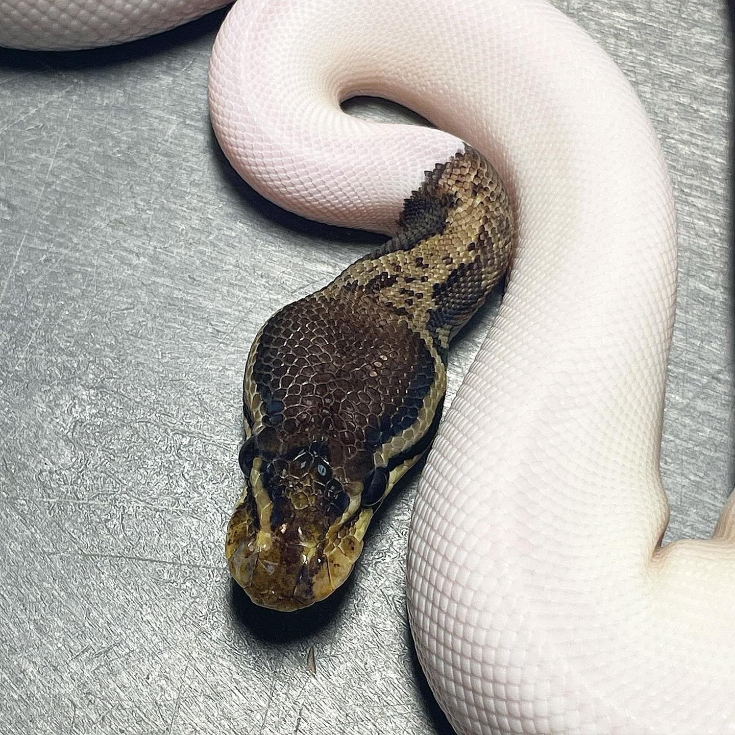 Pastel Leopard HRA Pied Female Ball Python