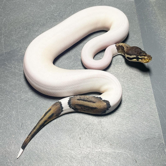 Pastel Leopard HRA Pied Female Ball Python