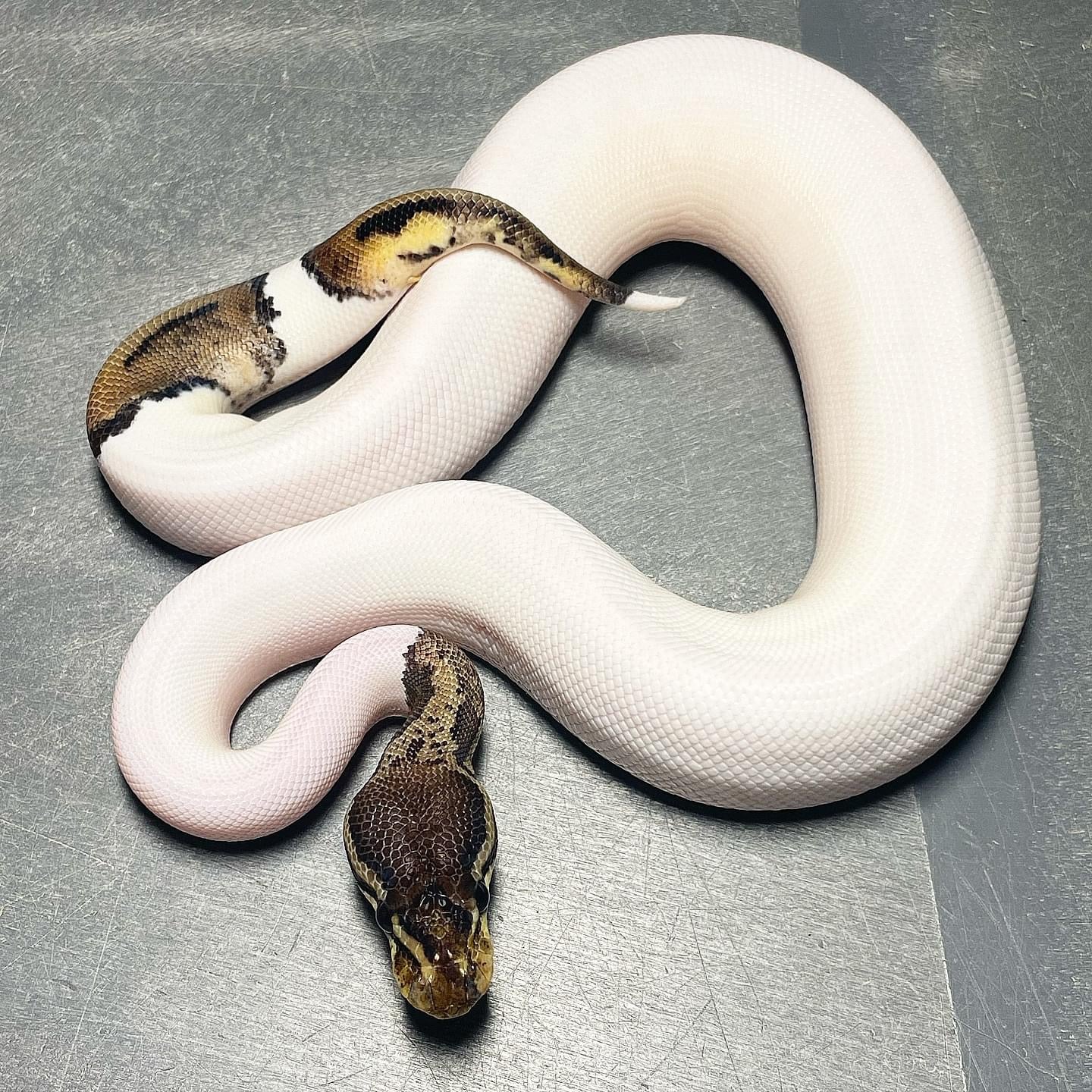 Pastel Leopard HRA Pied Female Ball Python