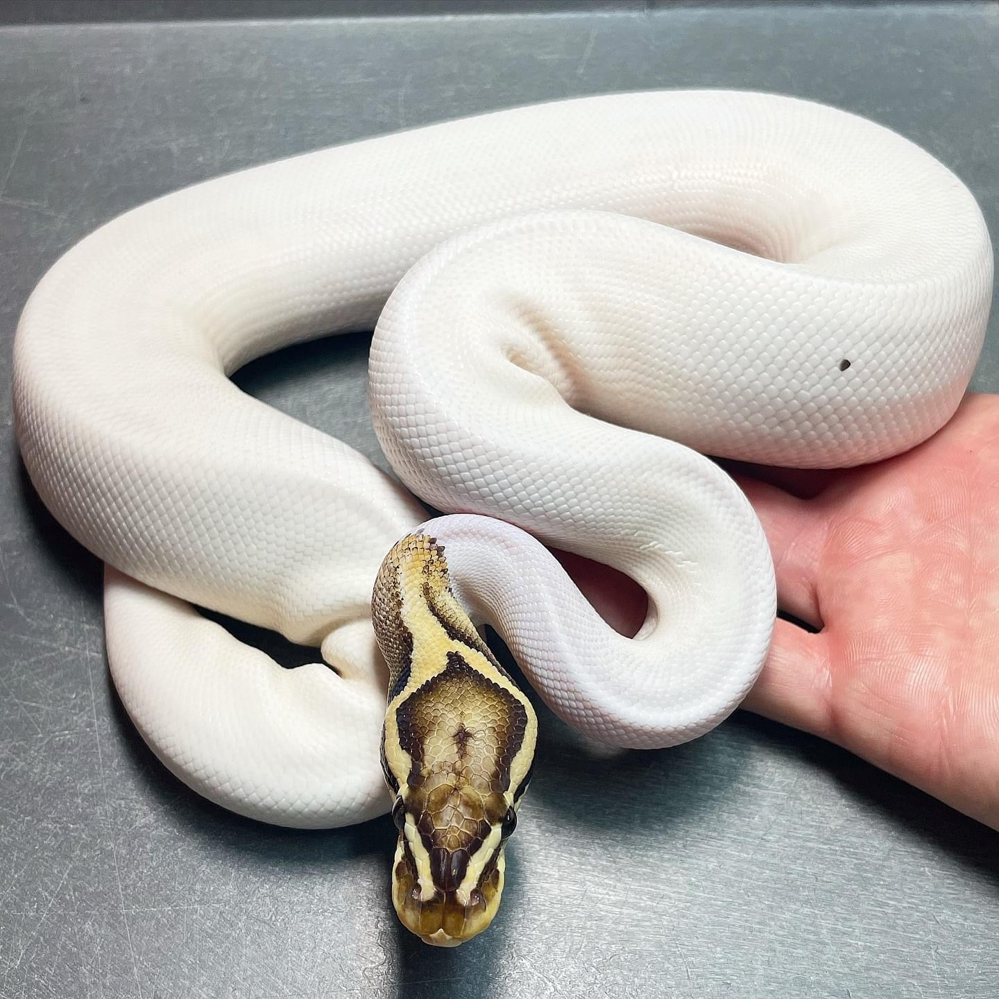 Firefly Pied (Superfly) Female Ball Python