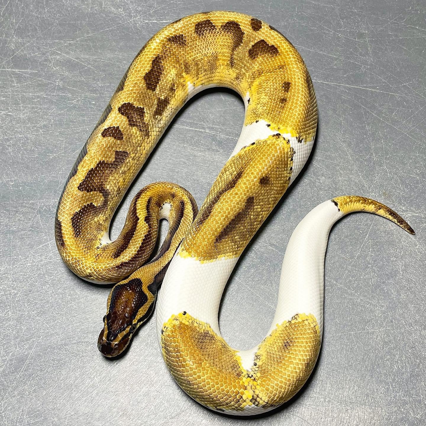 Enchi Pied Het Lavender Albino Male Ball Python