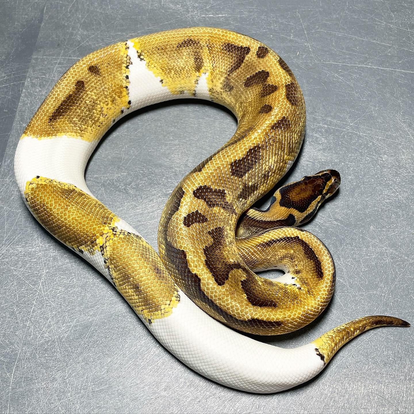 Enchi Pied Het Lavender Albino Male Ball Python