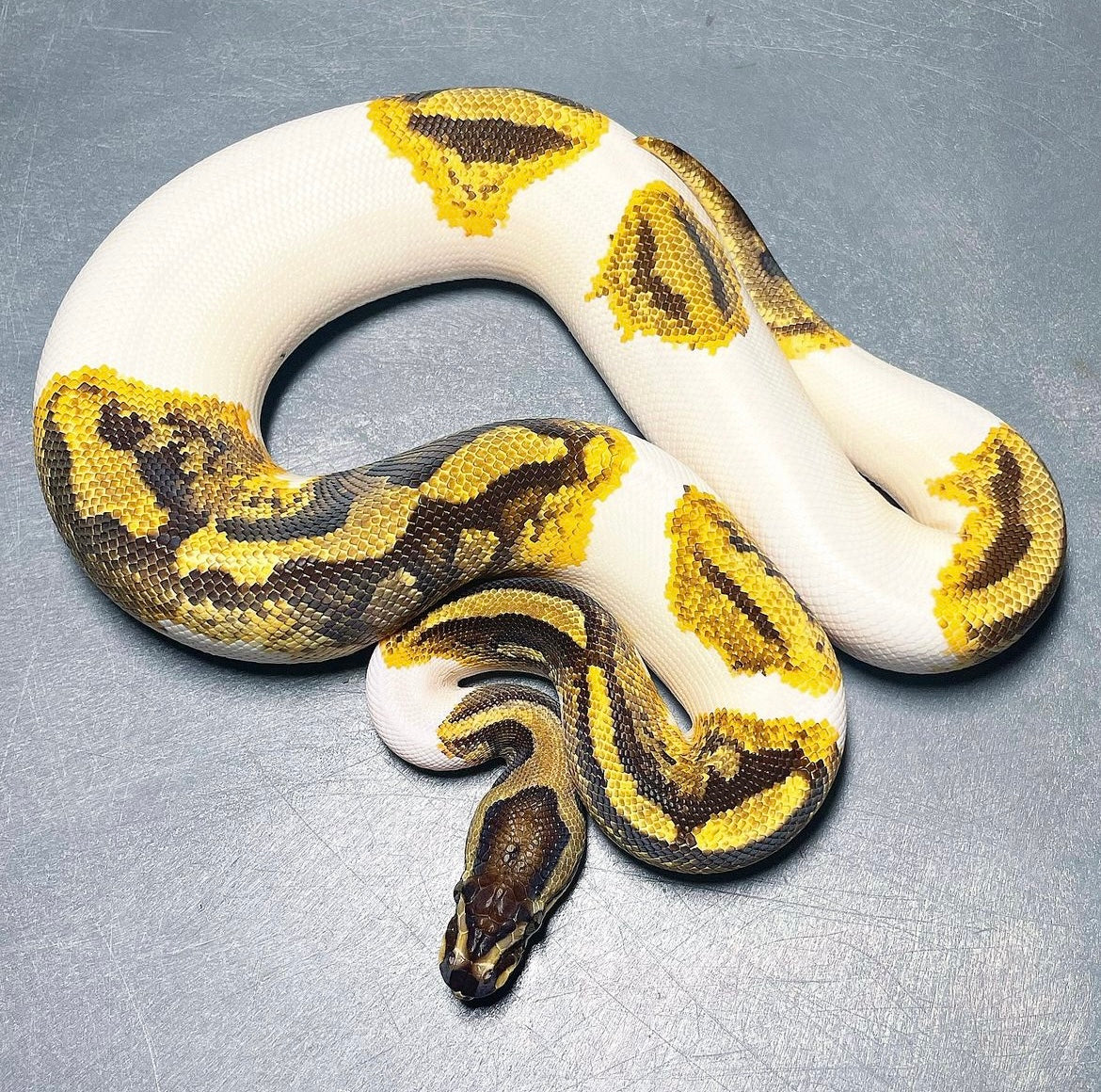 Yellowbelly Enchi Pied Female Ball Python