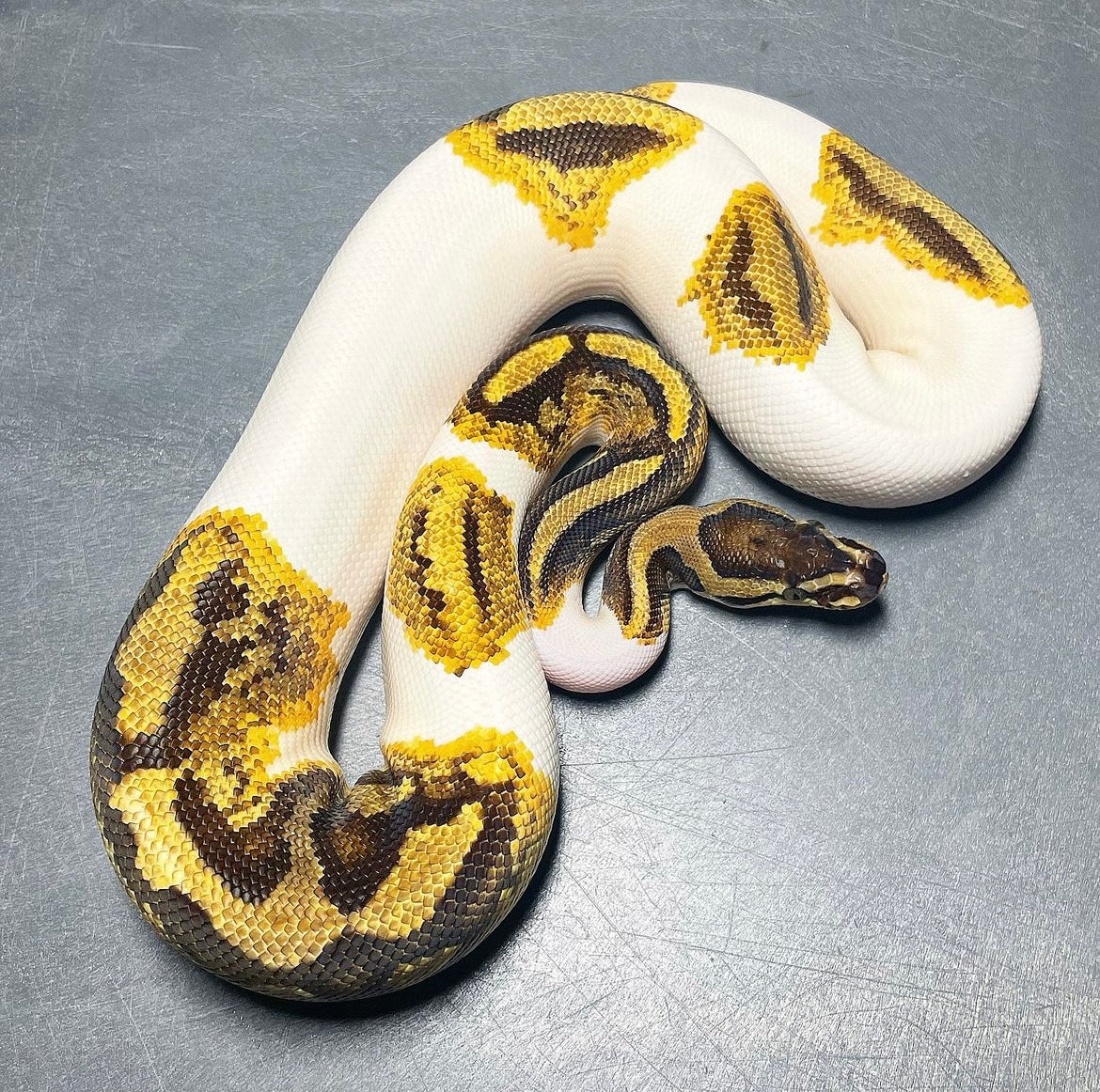 Yellowbelly Enchi Pied Female Ball Python