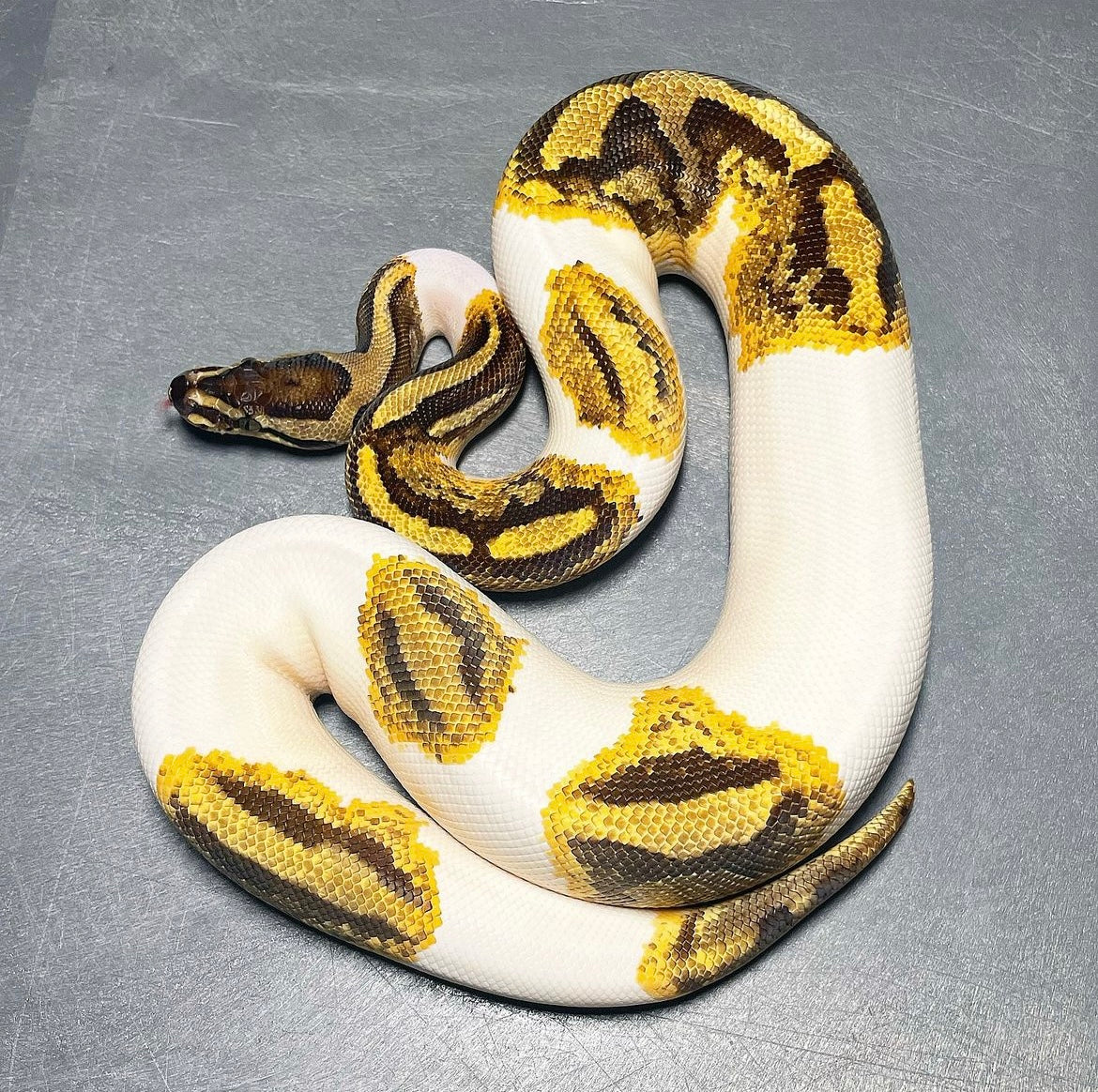 Yellowbelly Enchi Pied Female Ball Python