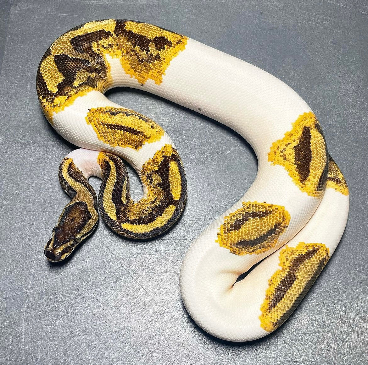 Yellowbelly Enchi Pied Ball Python Trademark Exotics Yellowbelly enchi pied ball python trademark exotics