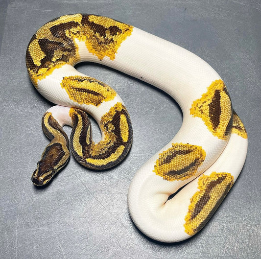 Yellowbelly Enchi Pied Female Ball Python