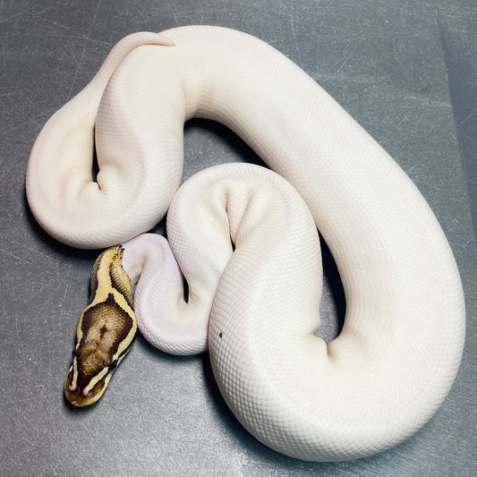 Firefly Pied (Superfly) Female Ball Python