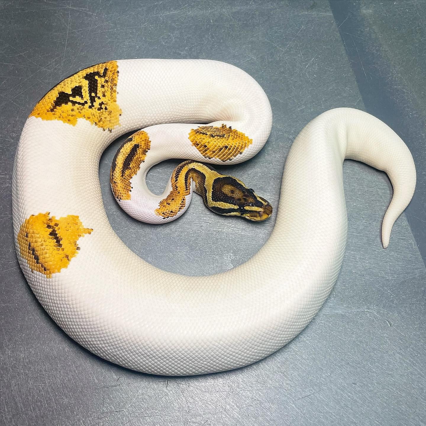 (Leopard) Orange Dream Yellowbelly Female Pied Ball Python