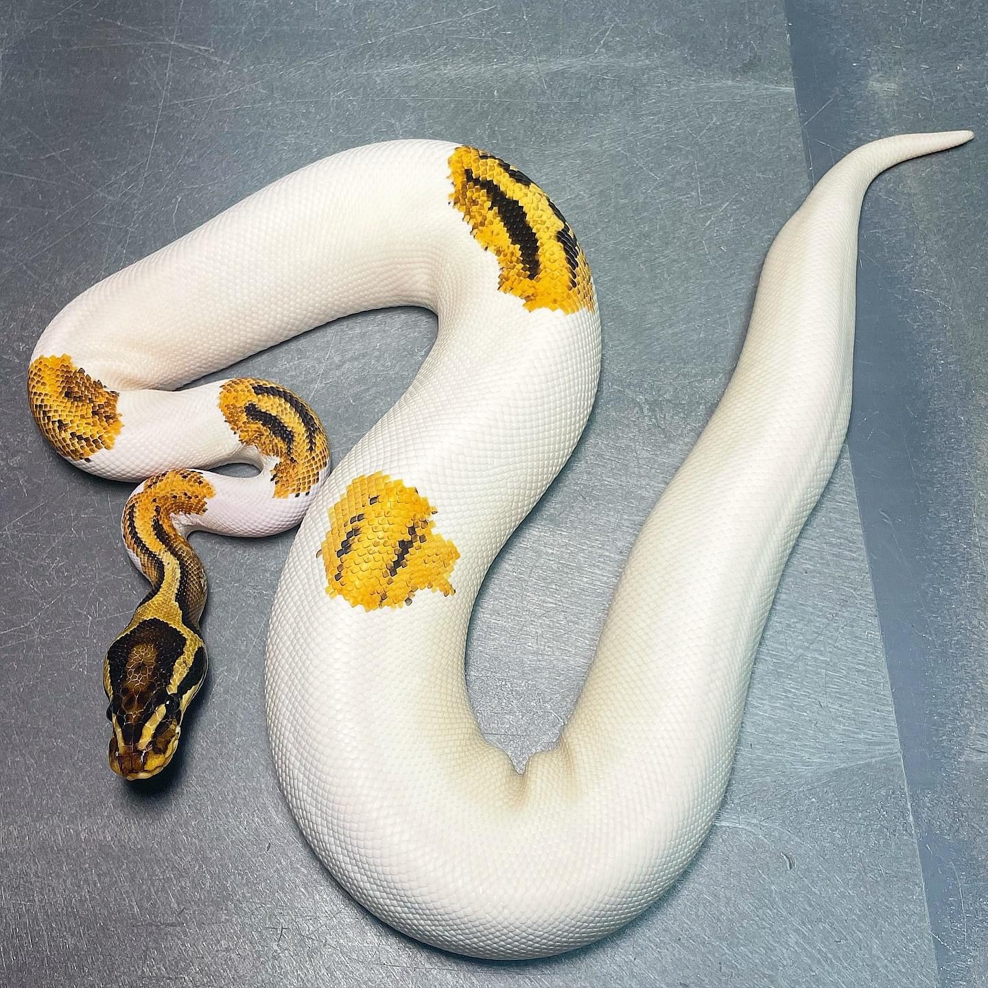 (Leopard) Orange Dream Yellowbelly Female Pied Ball Python