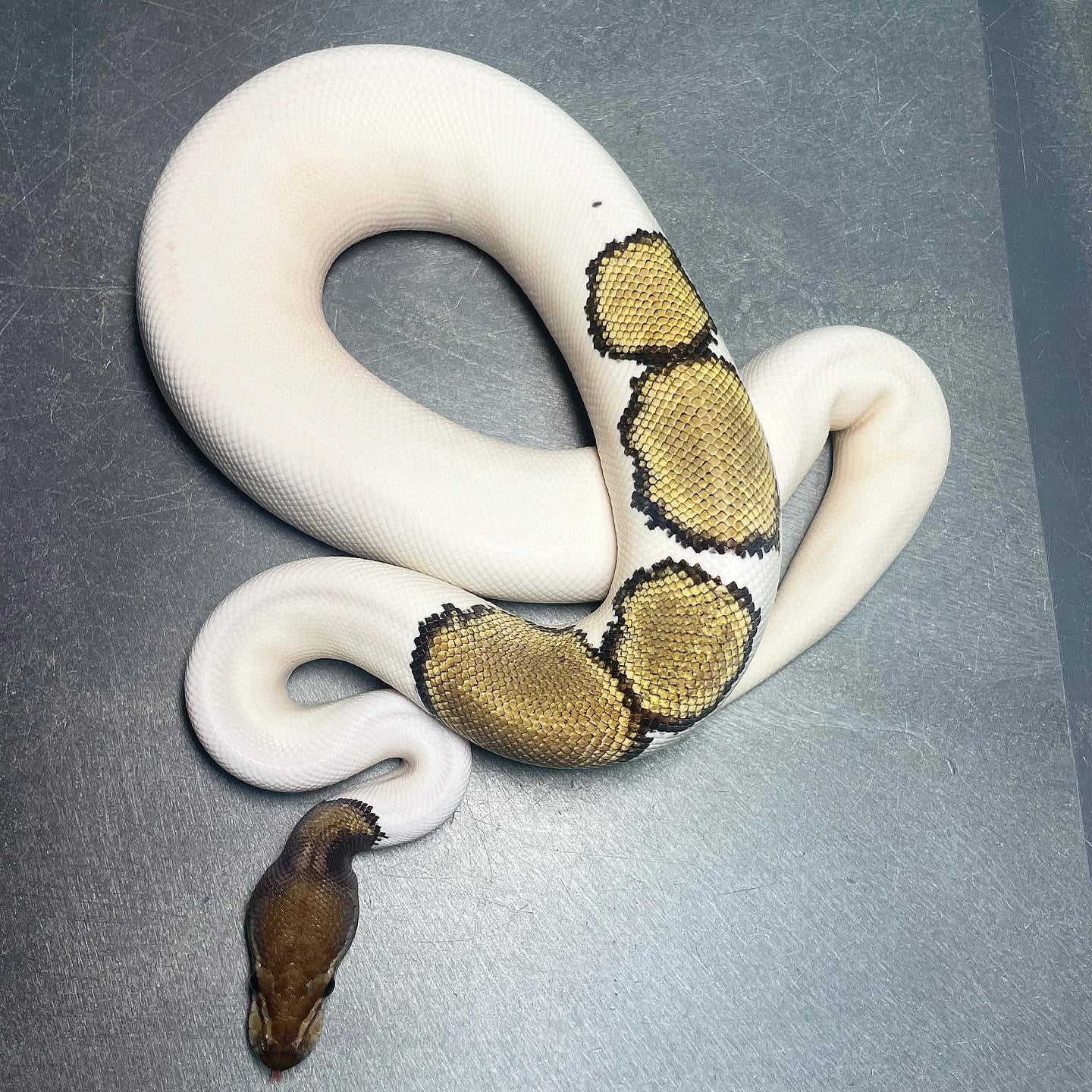 Mojave Pied (Enchi, Pin) 100% Het Lavender Male Ball Python