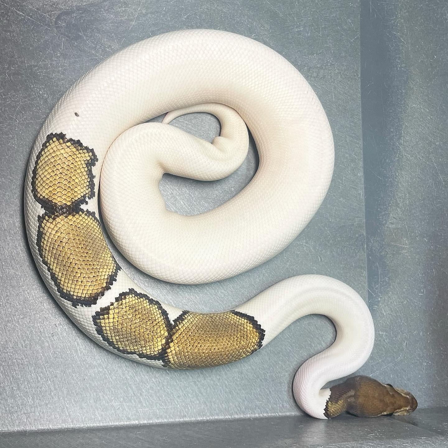 Mojave Pied (Enchi, Pin) 100% Het Lavender Male Ball Python