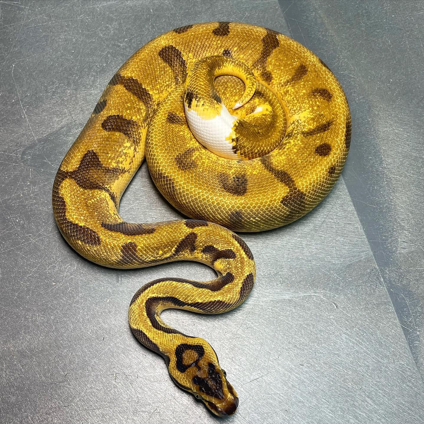 Super Enchi Pastel Pied (ODYB) Female Ball Python