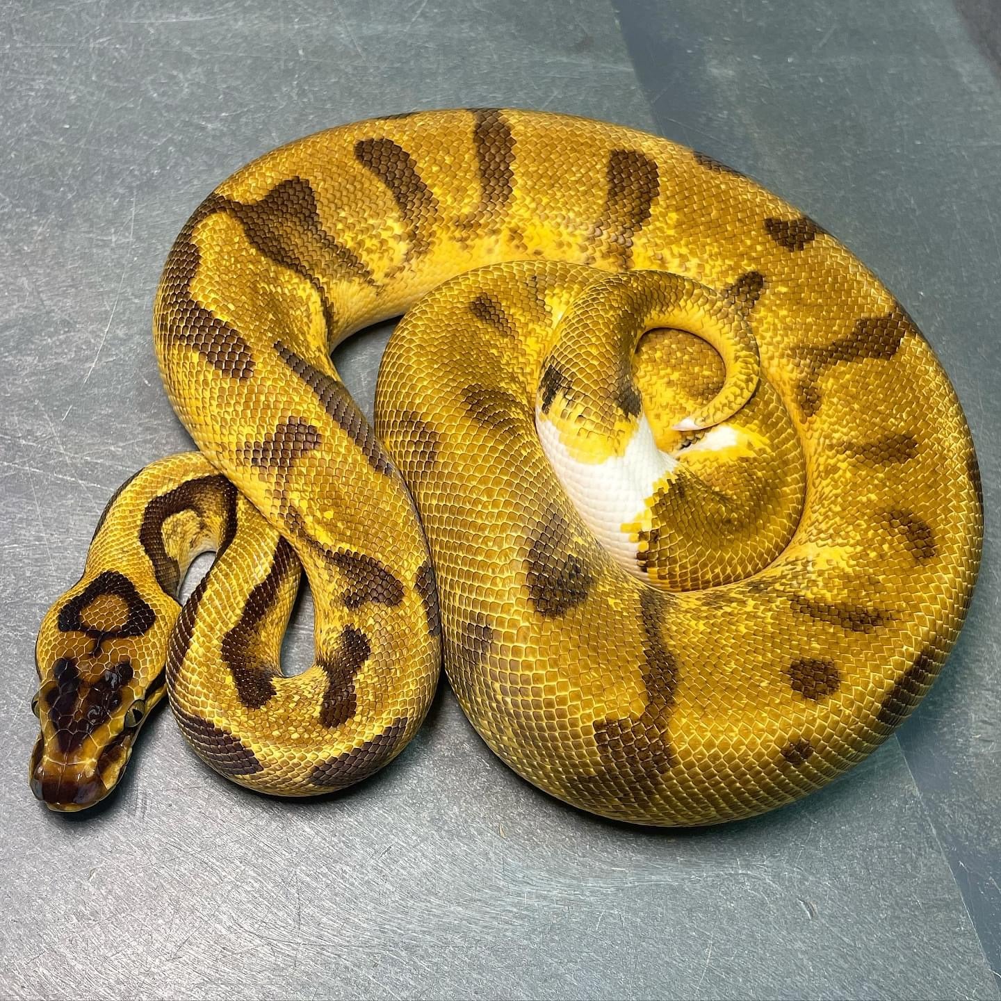 Super Enchi Pastel Pied (ODYB) Female Ball Python