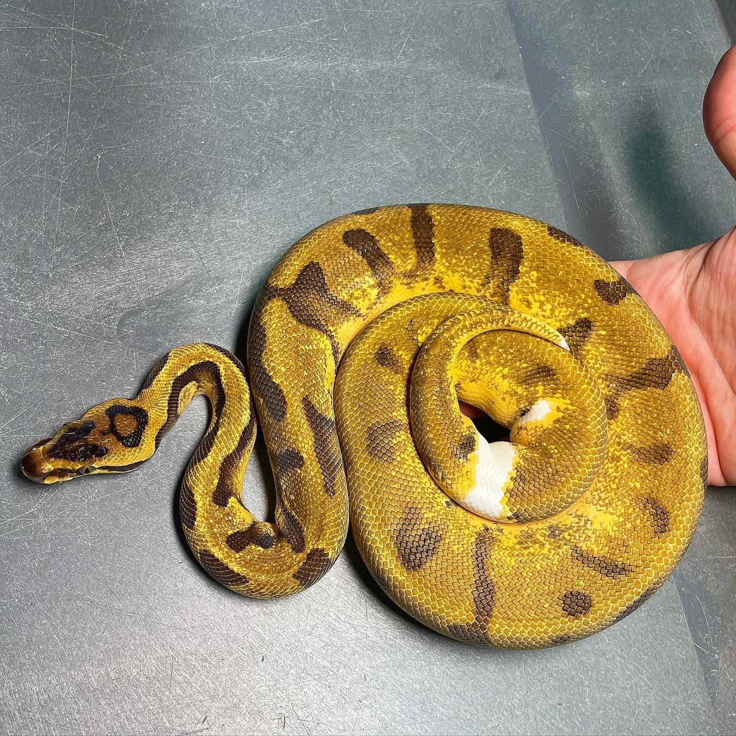 Super Enchi Pastel Pied (ODYB) Female Ball Python