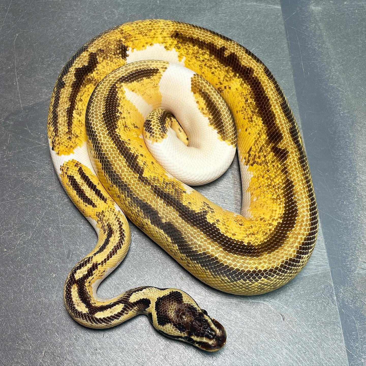 Yellowbelly Pastel Enchi Pied Male Ball Python