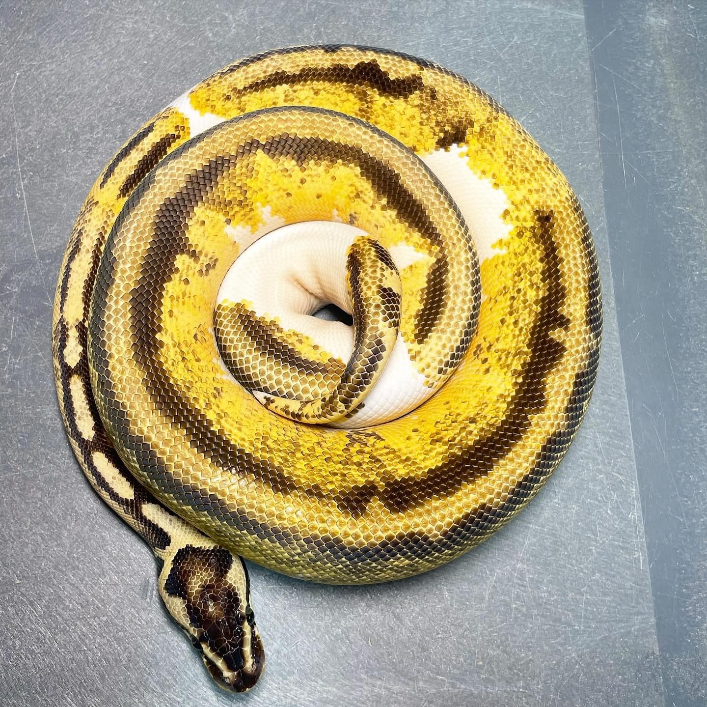 Yellowbelly Pastel Enchi Pied Male Ball Python