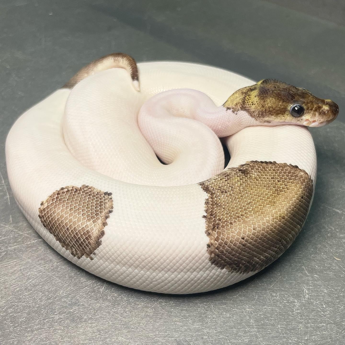 Red Axanthic Pastel Pied Male Ball Python