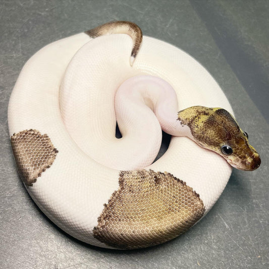 Red Axanthic Pastel Pied Male Ball Python