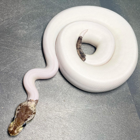 (Super) Leopard Red Axanthic Pastel Pied DOT MATRIX Bloodline Ball Python