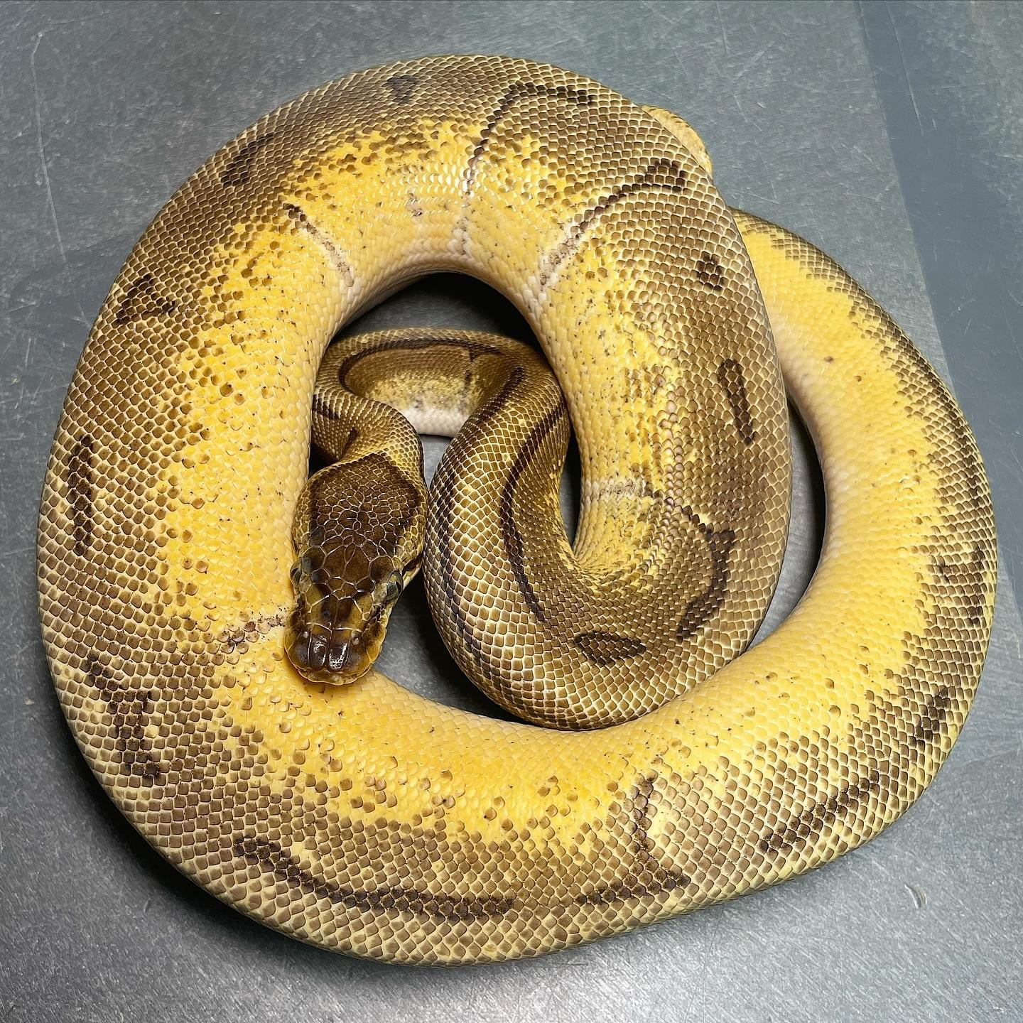 Orange Dream Enchi Pinstripe Het Pied Female Ball Python