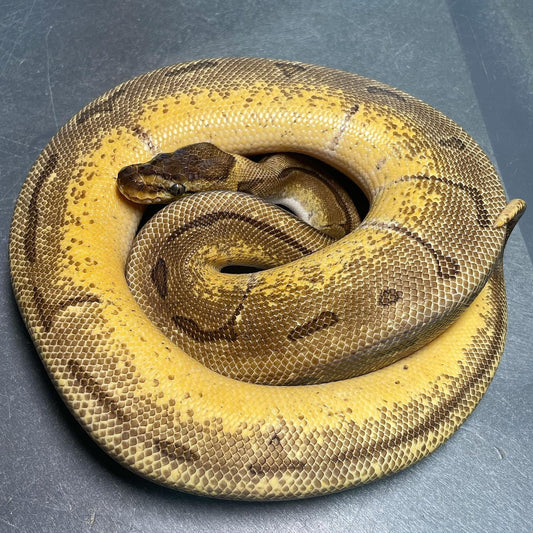 Orange Dream Enchi Pinstripe Het Pied Female Ball Python