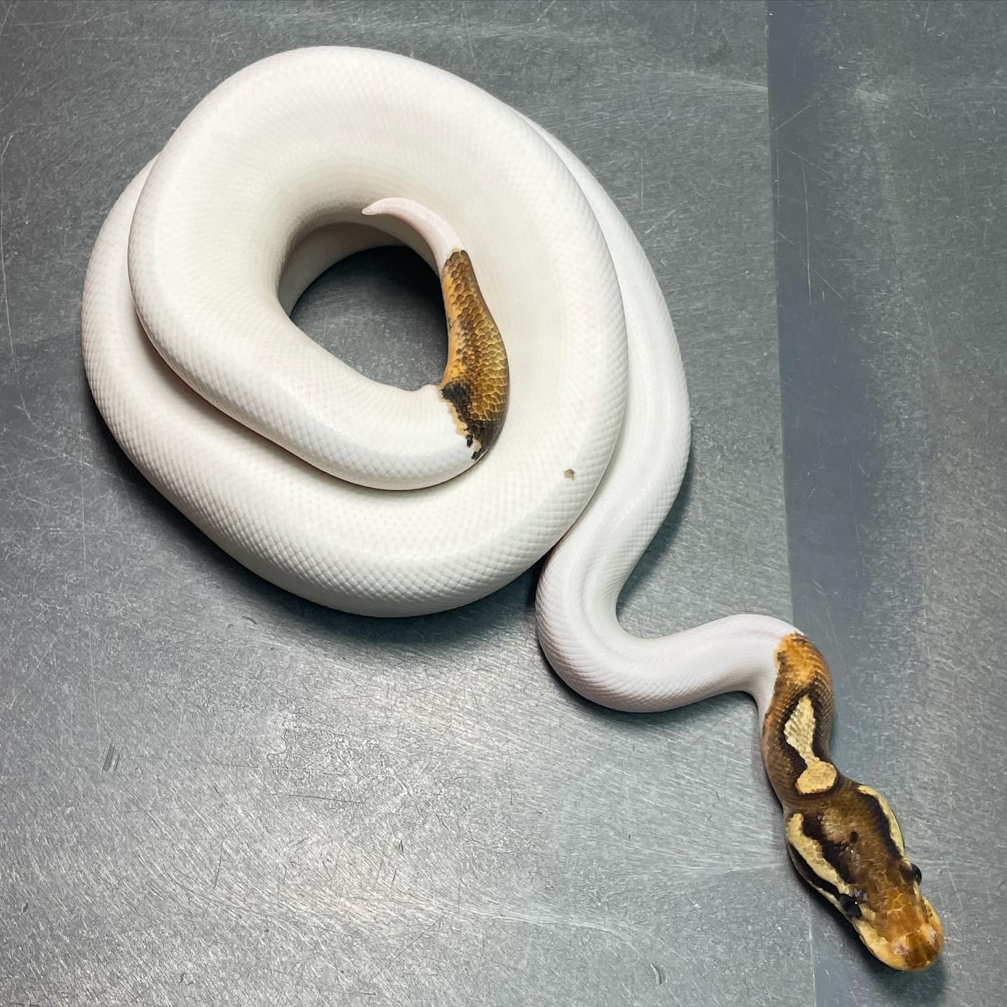 Cinnamon Enchi Pied Ball Python Morph – Trademark Exotics