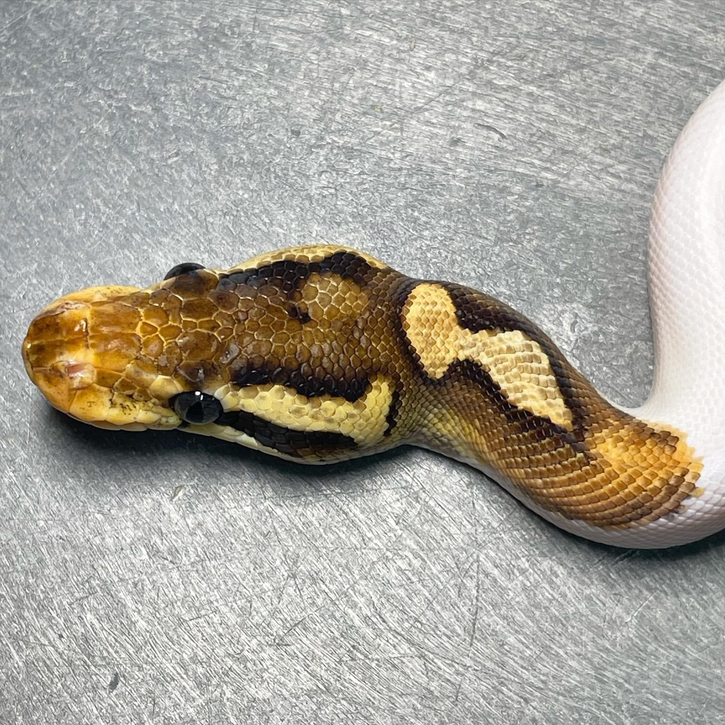 Cinnamon Enchi Pied Male sub-adult