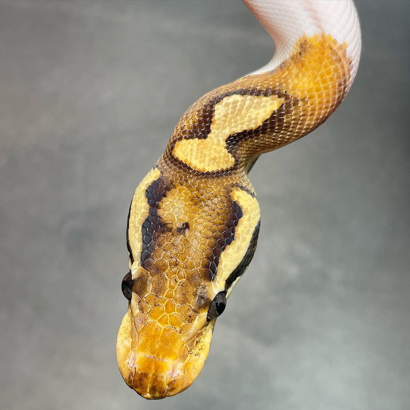 Cinnamon Enchi Pied Male sub-adult