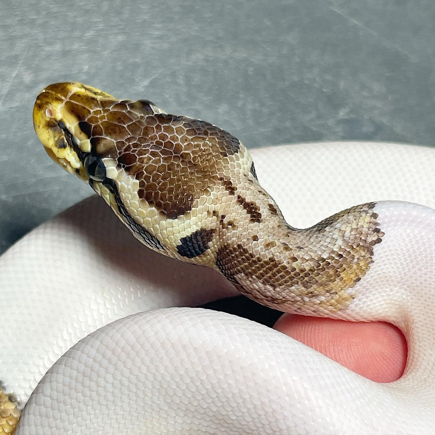 (Super) Leopard HRA Pastel Pied DOT MATRIX Bloodline Female Ball Python