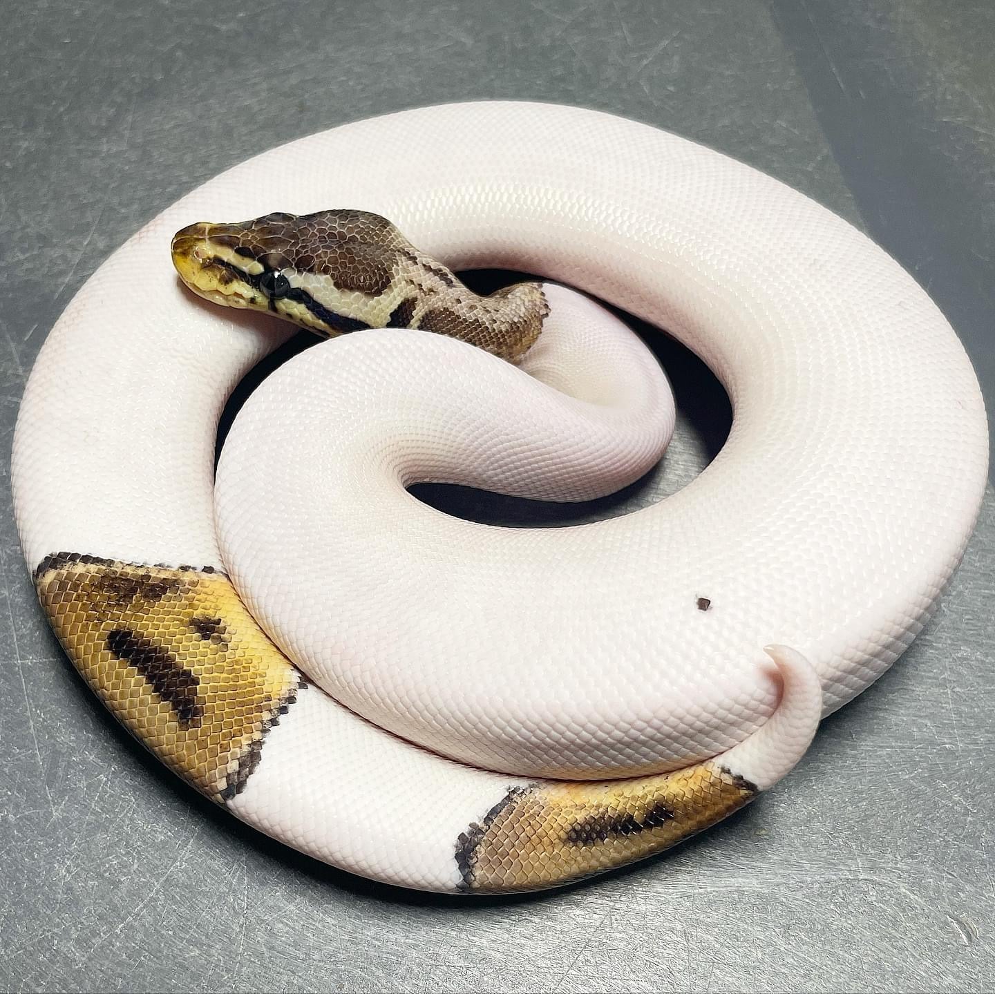 (Super) Leopard HRA Pastel Pied DOT MATRIX Bloodline Female Ball Python